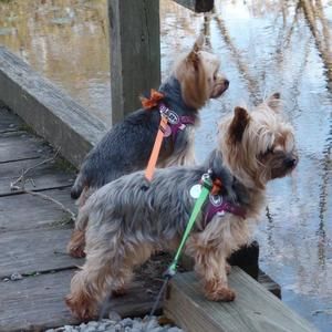 Meet your Posher, Debbie